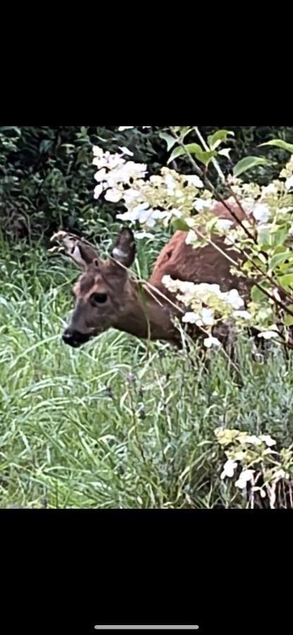 Ferienwohnungen Waldblick Remscheid Buitenkant foto